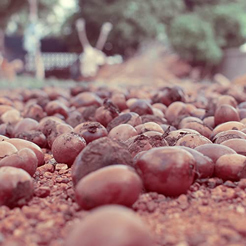 Naissance Organic Shea Butter (no. 306) 1kg - Pure, Natural, Certified Organic, Unrefined, Hand Kneaded, Vegan and Fragrance Free