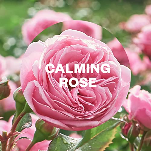 Air Wick Essential Mist Aroma Calming Rose 20ml(Pack of 6)