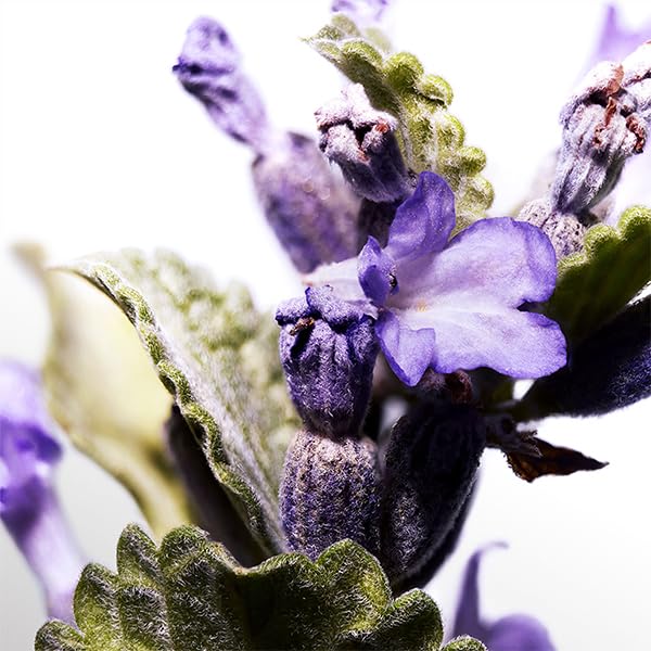 DAVIDOFF Cool Water Man Eau de Toilette 75ml Aftershave for Men