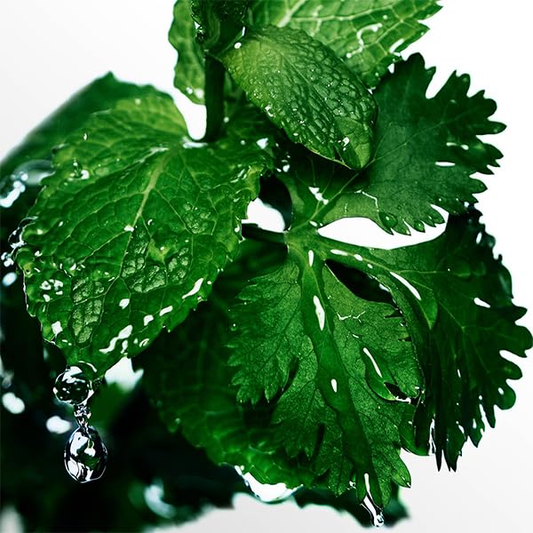 DAVIDOFF Cool Water Man Eau de Toilette 75ml Aftershave for Men