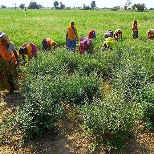 Henna Powder - Red Hair Dye - Fresh and Pure Organic - 7 ounce - Indian Natural Hair Care